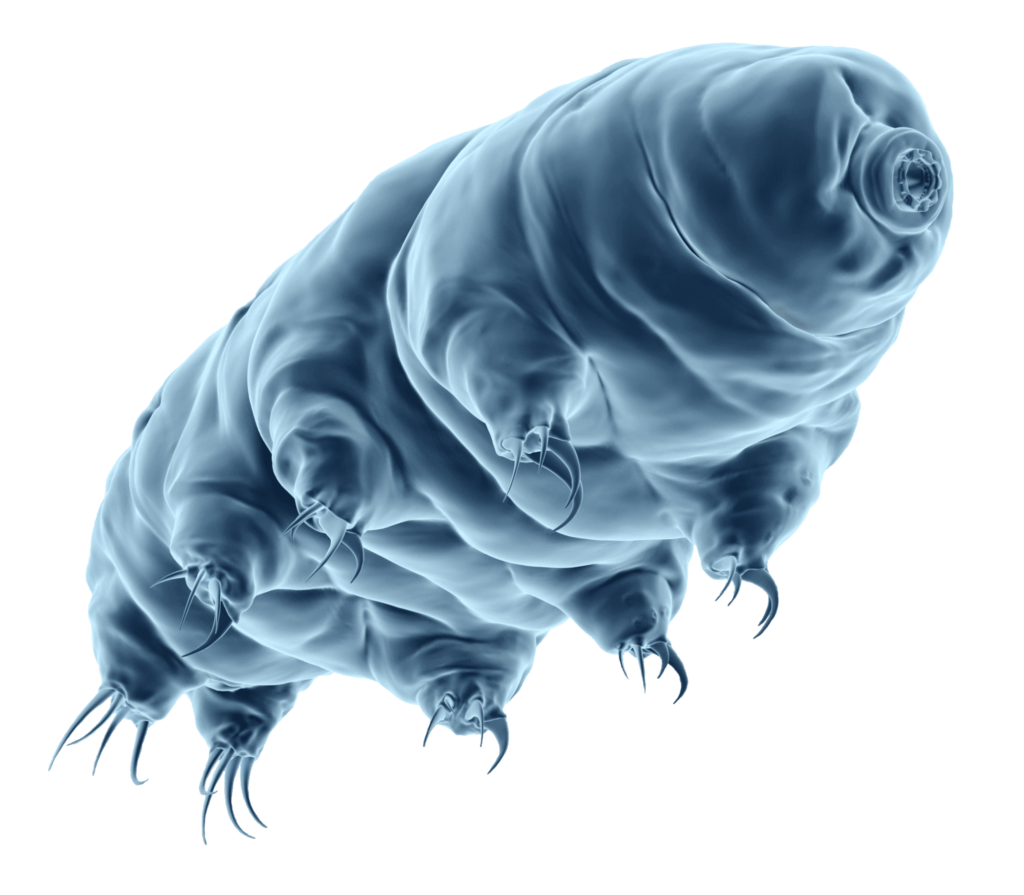 A photo-realistic water bear