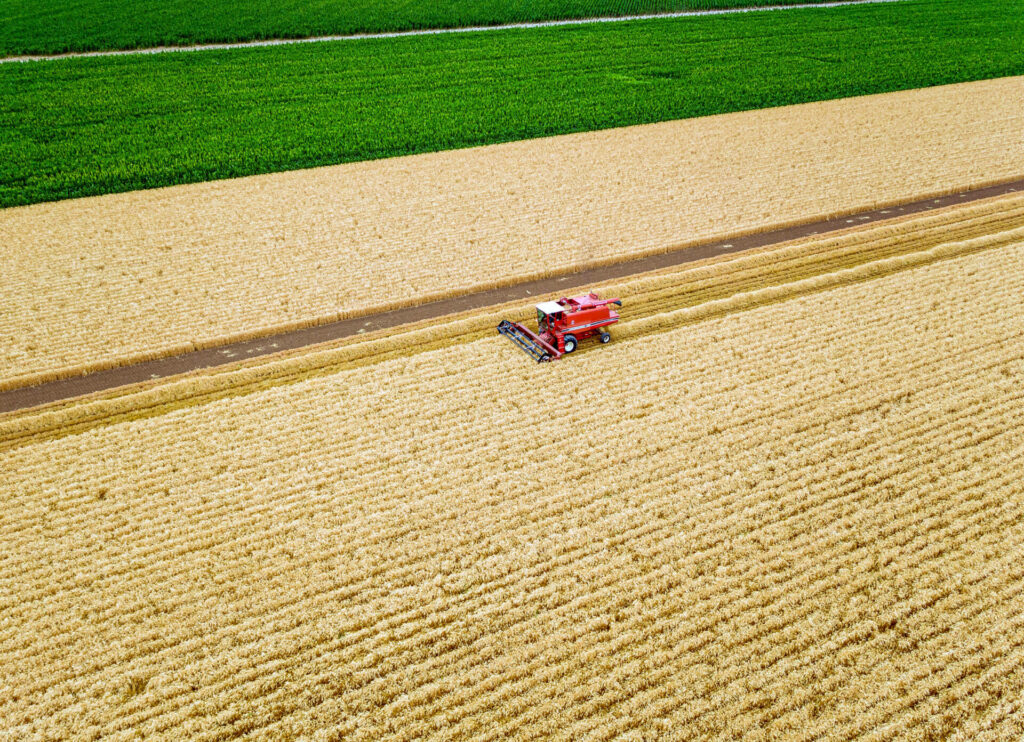 A red tractor in a field of wheat with grey skies in the background
