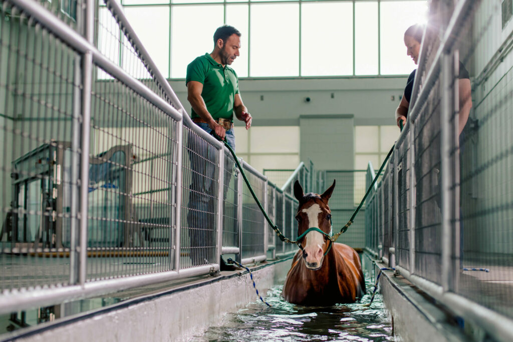 Two researchers stand next to a horse and point at a screen with an ultrasound on it.