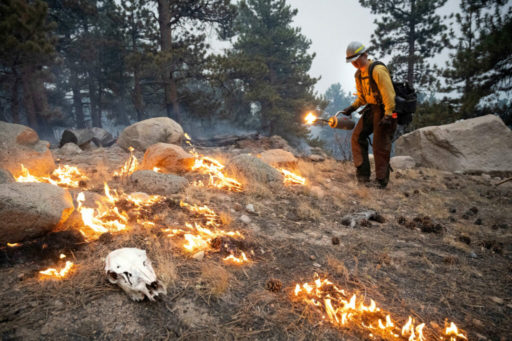 A firefighter stands in a forest while holding a torch as dry brush burns in front of them.
