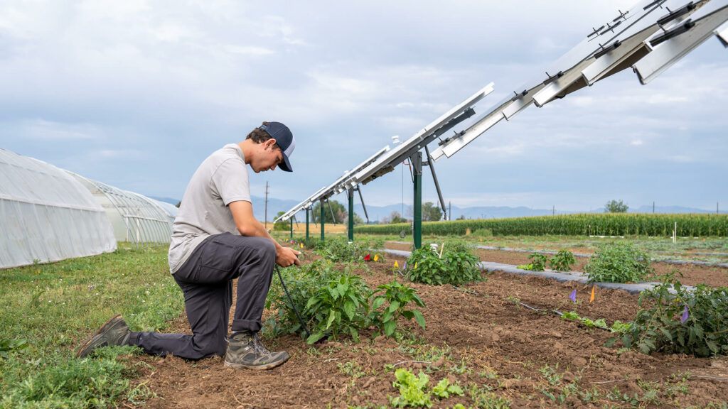 A man kneels next to crops planted under solar panels