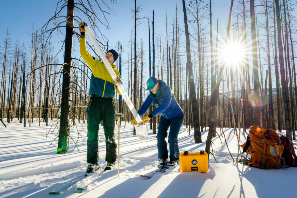 Two researchers wearing winter gear and skis hold up a long tube full of snow among dead trees in a forest